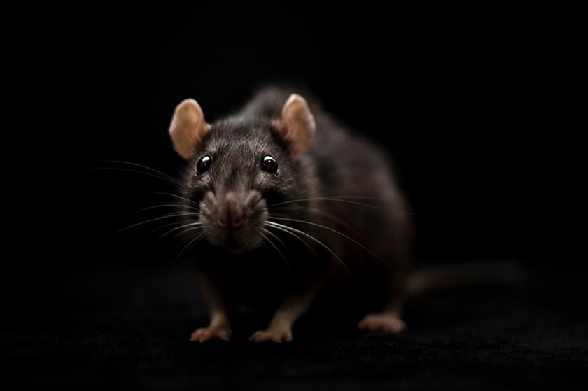 Photo of rat against black background. 