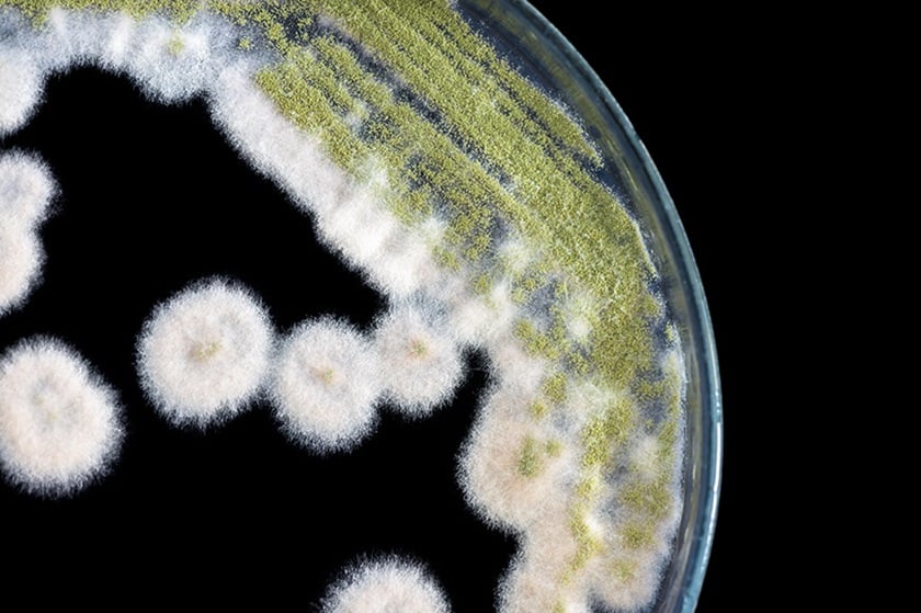 Petri dish with mould.